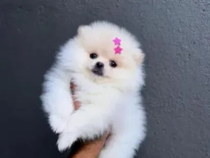 Foto de Cachorros e Cadelas amora para doação adocao em Balneário Camboriú