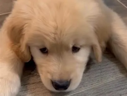 Foto de Cachorros e Cadelas Victor para doação adocao em Itajaí