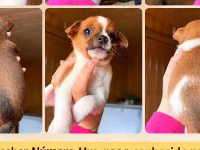 Foto de Cachorros e Cadelas Estão sem nomes para doação adocao em Lages