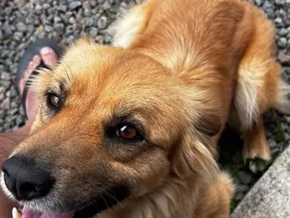 Foto de Belinha para doação adocao em Indaial