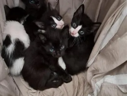 Foto de Gatos e Gatas filhotes para doação adocao em Palhoça