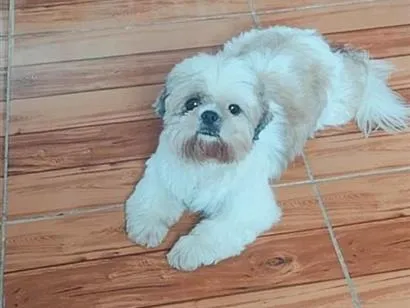 Foto de Cachorros e Cadelas Cadú Perdidos perdido em Criciúma
