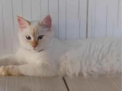 Foto de Gatos e Gatas blackout e duquesa para doação adocao em Indaial