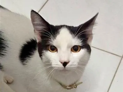 Foto de Chico perdido em Navegantes