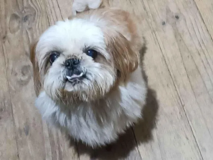 Foto de THOR perdido em Ibirama