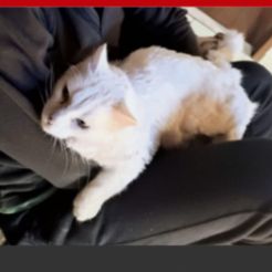 Foto de Gata perdido em Florianópolis