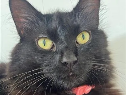 Foto de Tiana perdido em Timbó