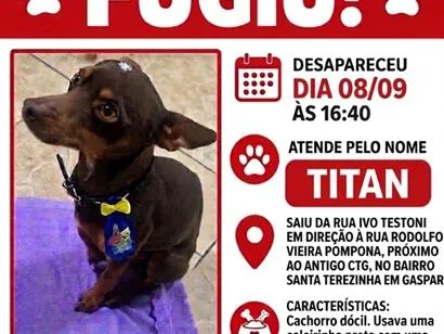 Foto de Titan perdido em Gaspar