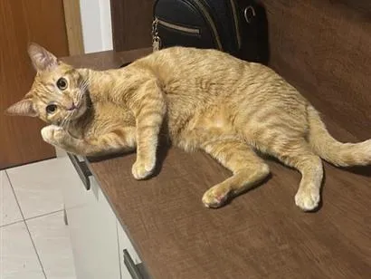 Foto de Luffy perdido em Timbó