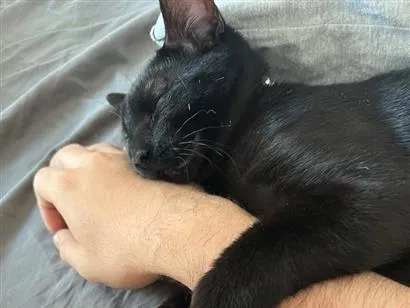 Foto de Mike para doação adocao em Americana