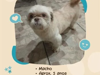 Foto de Corote para doação adocao em Guarulhos