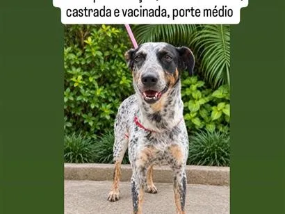 Foto de Moana para doação adocao em São Bernardo do Campo