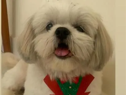 Foto de Cestinha perdido em São José do Rio Preto