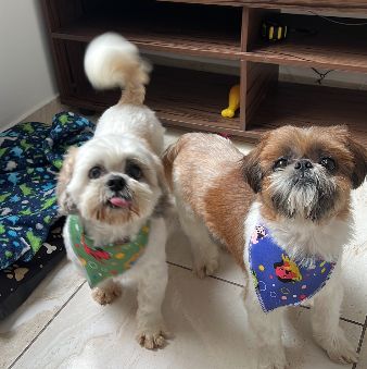 Foto de Loki E Thor adocao em Santo André