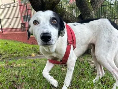 Foto de Aluna para doação adocao em Itaquaquecetuba