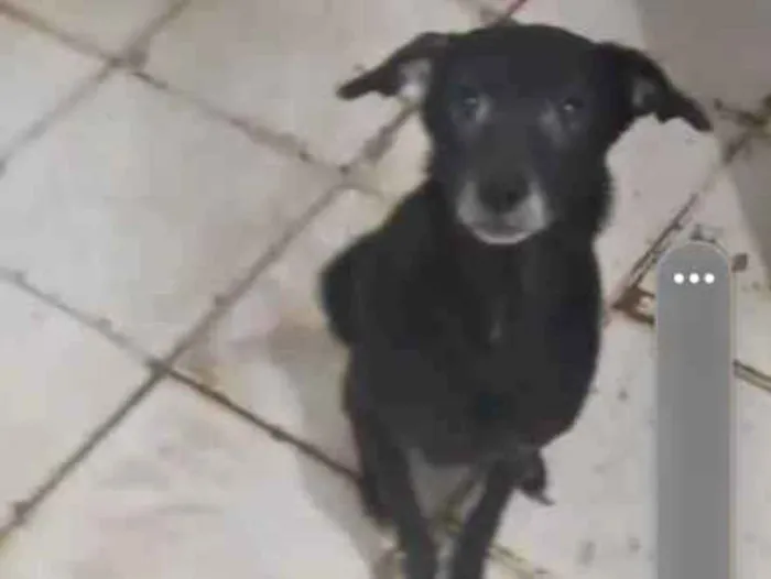 Foto de Kira perdido em Osasco