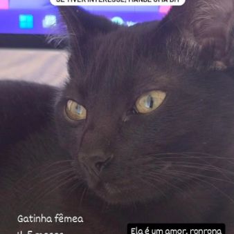 Foto de pet adocao em São Paulo