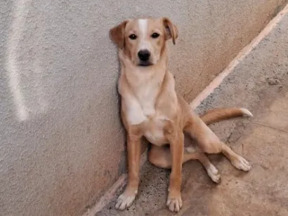 Foto de Apollo para doação adocao em Ribeirão Preto