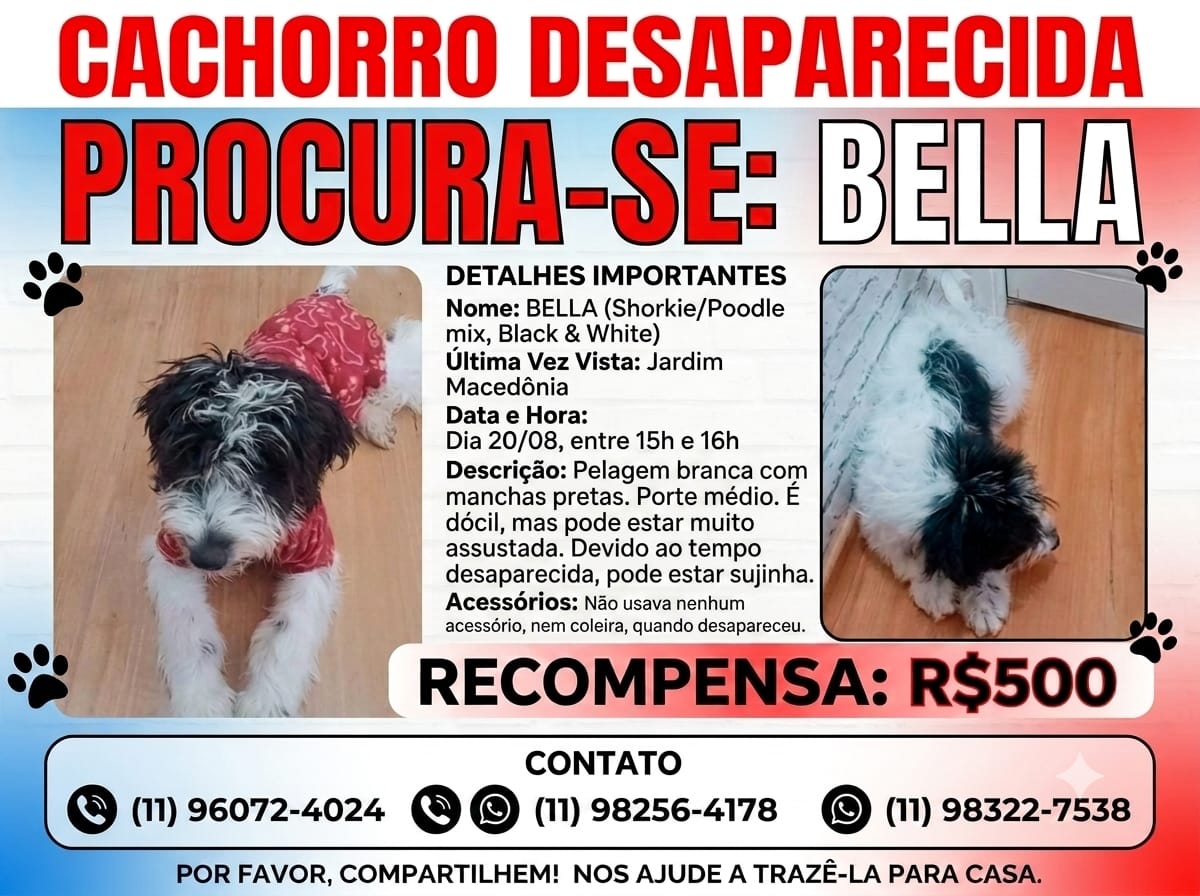 Foto de Bella perdido em São Paulo
