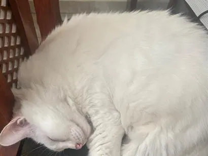 Foto de Mia perdido em Cotia
