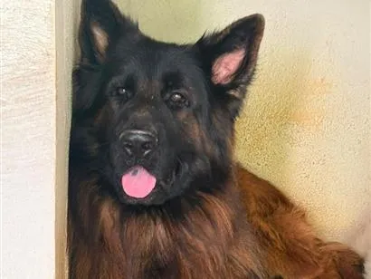 Foto de Theo perdido em Jarinu