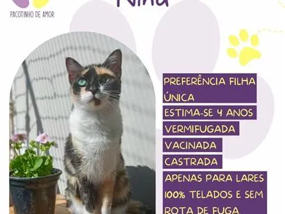 Foto de Nina para doação adocao em São Paulo