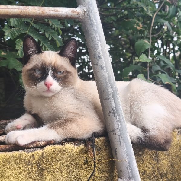 Foto de Juka perdido em São Paulo