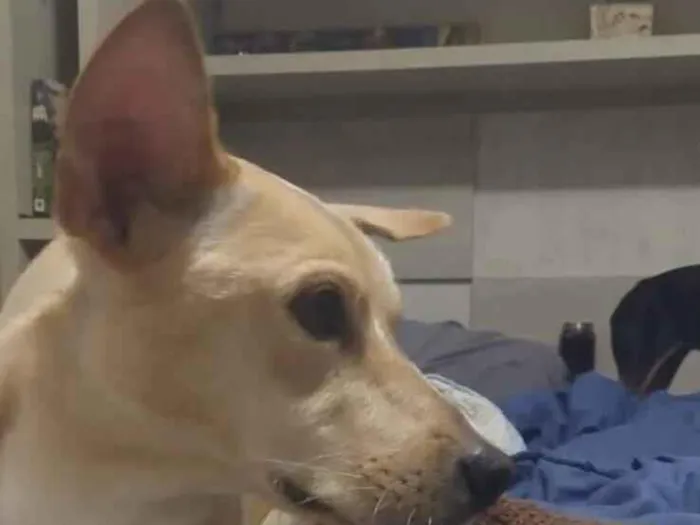 Foto de Athena perdido em São Paulo