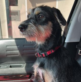 Foto de Zaraa perdido em Salto
