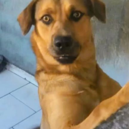 Foto de Escoti adocao em Diadema