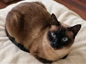 Foto de Peludinho (ou Peludo) perdido em Guarulhos