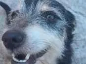 Foto de Dinho perdido em São José dos Campos