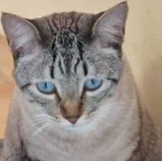 Foto de Guile perdido em São Paulo