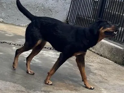 Foto de Pandora para doação adocao em São Paulo