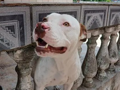Foto de Zeus para doação adocao em São Paulo
