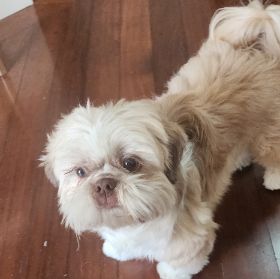 Foto de Theo perdido em Campinas