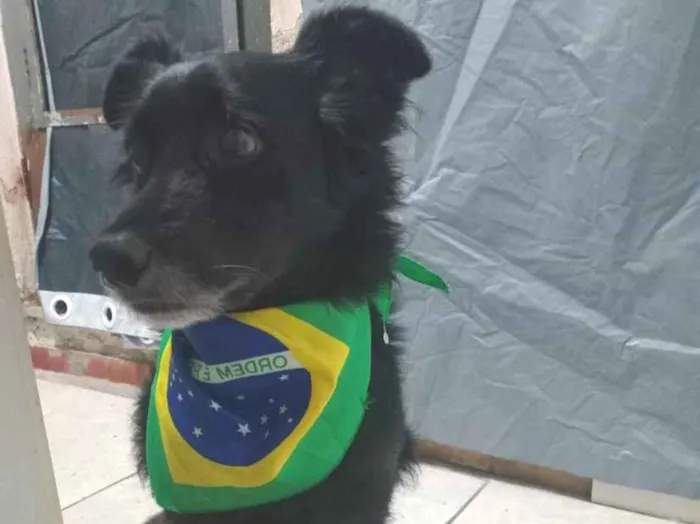 Foto de Cocada perdido em São Paulo
