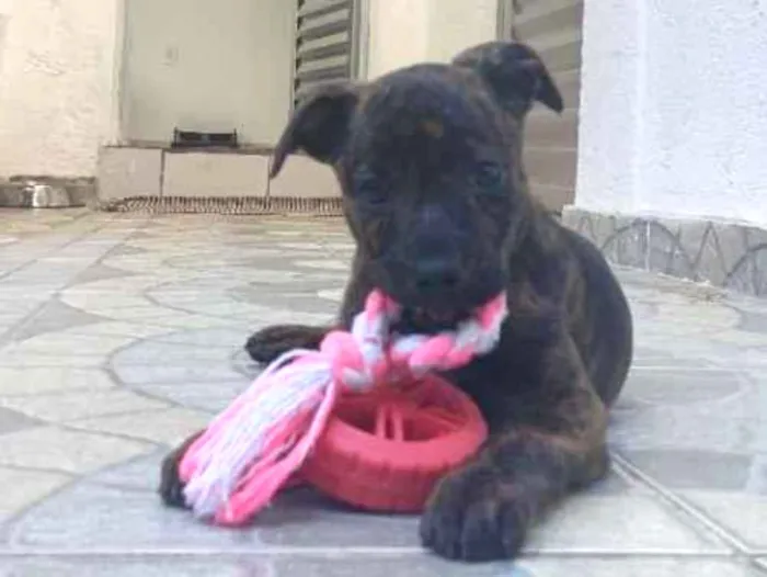 Foto de Pompom para doação adocao em Osasco
