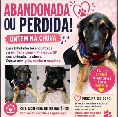 Foto de cachorro adocao em São Paulo