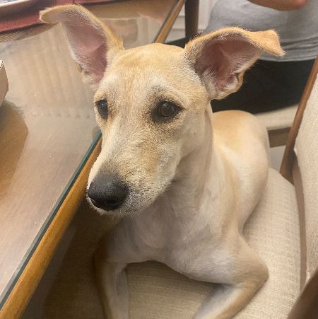 Foto de Fufi perdido em São Paulo