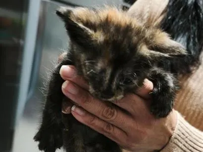 Foto de Gatos e Gatas não tem para doação adocao em Franco da Rocha