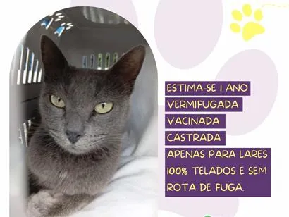 Foto de Sarah para doação adocao em São Paulo