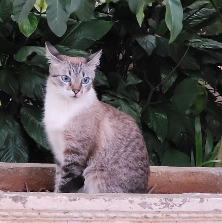 Foto de Blue perdido em Araçatuba