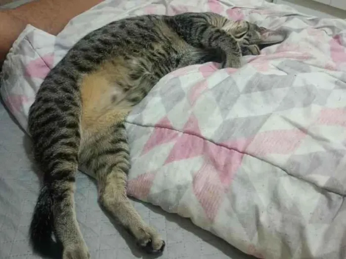 Foto de milton perdido em Santa Bárbara d'Oeste