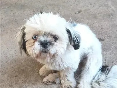Foto de Jade perdido em Mogi Guaçu