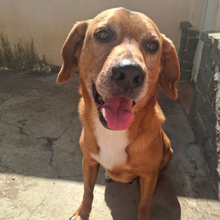 Foto de Romeu perdido em São Paulo
