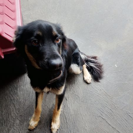 Foto de Pitoco adocao em São Paulo