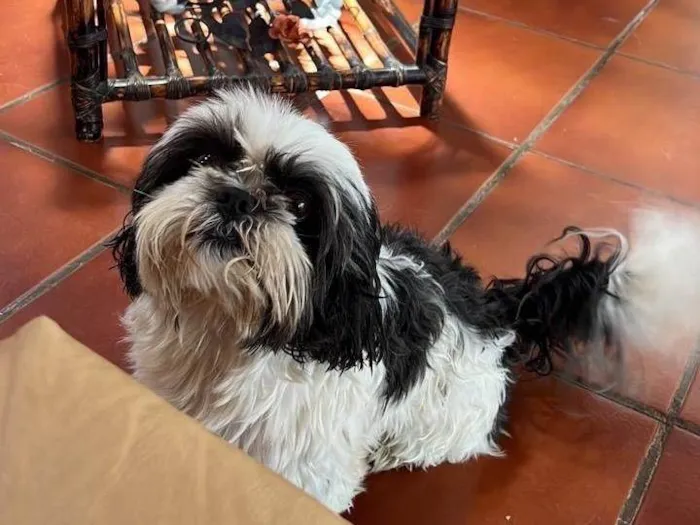 Foto de Skipe perdido em São Paulo
