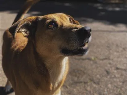 Foto de Kiara para doação adocao em Valinhos