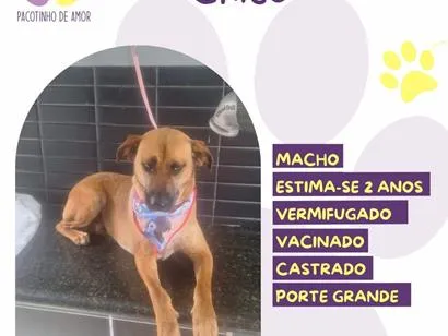 Foto de Chico para doação adocao em São Paulo